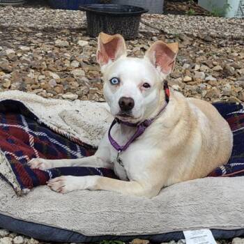 Mixed Breed Dogs Available for Adoption in Dickinson, Texas - Sophie | PetCurious