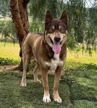 Siberian Husky and German Shepherd Dog Dogs Available for Adoption in Los Angeles, California - Zev | PetCurious