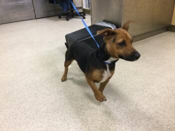 Terrier Dogs Available for Adoption in Riverside, California - CANDY | PetCurious