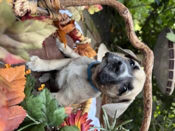 Rescue Dachshund Dogs for Adoption in Chalfont, Pennsylvania - Johnny | PetCurious