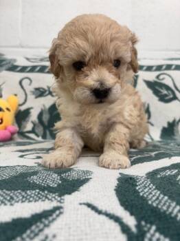 Poodle Dogs Available for Adoption - Tito | PetCurious