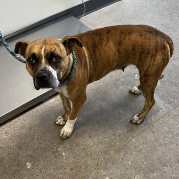 Tyga -  Mixed Breed Dog for Adoption in Las Cruces, New Mexico - Tyga | PetCurious