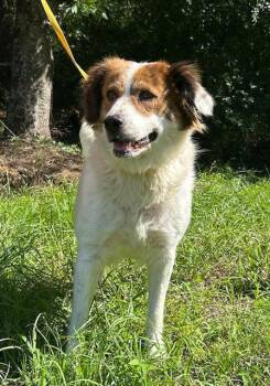 260532  Hildegard -  Australian Shepherd Dog for Adoption in Wetumpka, Alabama - 260532  Hildegard | PetCurious