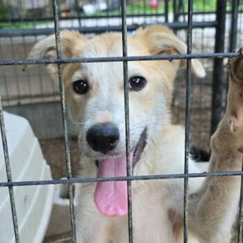 Dobby (20260805-03) -  Border Collie and Yellow Labrador Retriever Dog for Adoption in Niagara Falls, Ontario - Dobby (20260805-03) | PetCurious