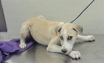 NATHAN -  Siberian Husky and Mixed Breed Dog for Adoption in Houston, Texas - NATHAN | PetCurious