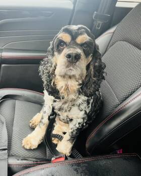 Rescue Cocker Spaniel Dogs for Adoption in Garden City, Michigan - Hazel | PetCurious