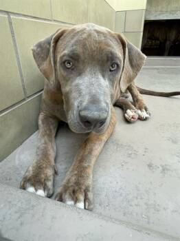 BRONCO -  Pit Bull Terrier and Mixed Breed Dog for Adoption in Riverside, California - BRONCO | PetCurious