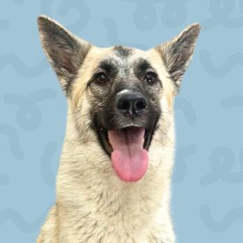 Rescue German Shepherd Dog and Mixed Breed Dogs for Adoption in Reno, Nevada - Wiley | PetCurious