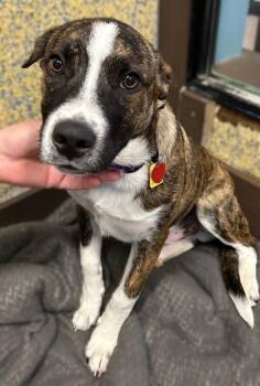 Rescue Border Collie Dogs for Adoption in Stanwood, Washington - Rogue | PetCurious