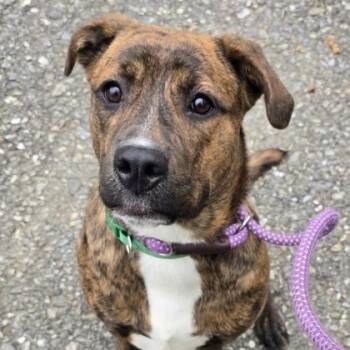 Mixed Breed Dogs Available for Adoption in Philadelphia, Pennsylvania - Vanessa | PetCurious