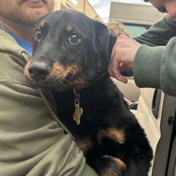 Shepherd and Mixed Breed Dogs Available for Adoption in Richmond, California - LITTLE BUDDY | PetCurious