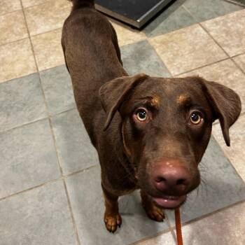 Rocky Road -  Mixed Breed Dog for Adoption in Chattanooga, Tennessee - Rocky Road | PetCurious