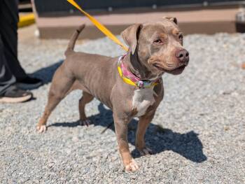 Mixed Breed Dogs Available for Adoption - Nola | PetCurious