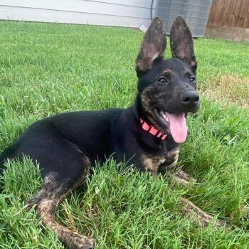 Triss -  Dutch Shepherd Dog for Adoption in Houston, Texas - Triss | PetCurious