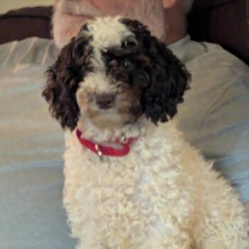 Brownie -  Miniature Poodle Dog for Adoption in Rochester, Minnesota - Brownie | PetCurious