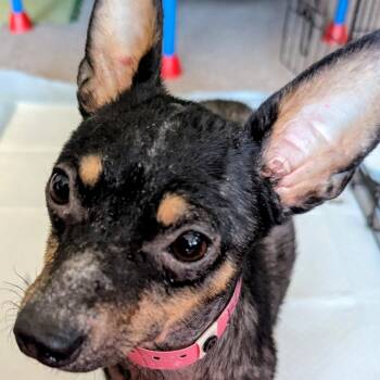 Chihuahua Dogs Available for Adoption - Medina | PetCurious