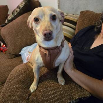Cherry -  Chihuahua and Mixed Breed Dog for Adoption in Palm Desert, California - Cherry | PetCurious
