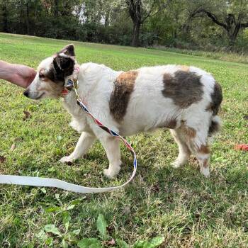 Buttons -  Shetland Sheepdog Sheltie Dog for Adoption in Pittsburg, Kansas - Buttons | PetCurious