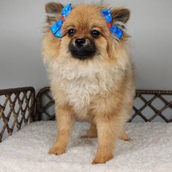 Mya -  Pomeranian Dog for Adoption in Fort Wayne, Indiana - Mya | PetCurious