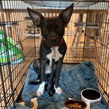 Taffy -  Black Labrador Retriever Dog for Adoption in Providence Forge, Virginia - Taffy | PetCurious