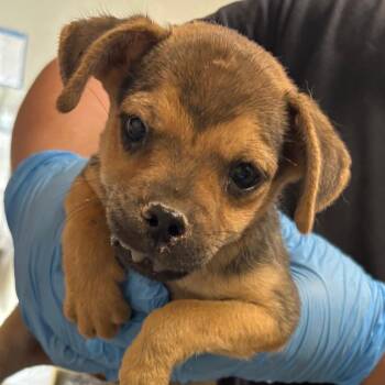 Kyson/BLINKIN -  Mixed Breed Dog for Adoption in Yuma, Arizona - Kyson/BLINKIN | PetCurious