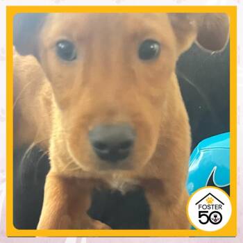 Phallon Tullis-Joyce -  Mixed Breed Dog for Adoption in Toms River, New Jersey - Phallon Tullis-Joyce | PetCurious