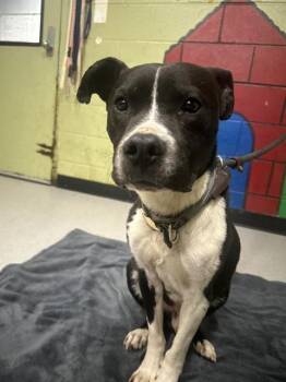 Pit Bull Terrier Dogs Available for Adoption in Indianapolis, Indiana - PERSIVAL | PetCurious