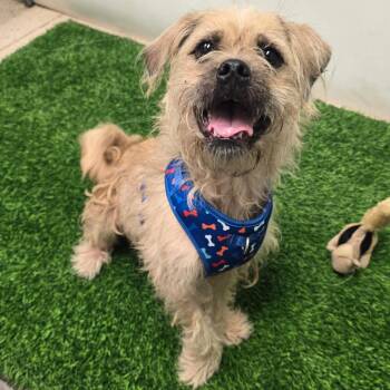 Ronny -  Terrier and Mixed Breed Dog for Adoption in Columbia, Missouri - Ronny | PetCurious
