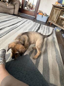 Boxer Dogs Available for Adoption - Buddy | PetCurious