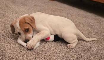 Jubilie -  Beagle and Cattle Dog Dog for Adoption in Aurora, Illinois - Jubilie | PetCurious