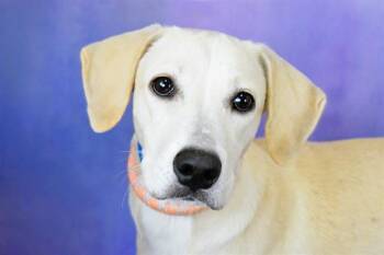 Labrador Retriever and Mixed Breed Dogs Available for Adoption in Fort Lauderdale, Florida - ALBIZUS | PetCurious