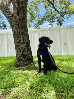 Rescue Labrador Retriever Dogs for Adoption in Tampa, Florida - Barkley - M | PetCurious