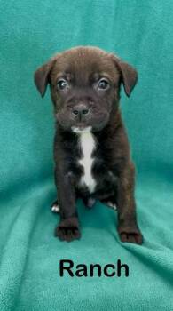 Rescue Pointer and Mixed Breed Dogs for Adoption in De Soto, Iowa - Ranch | PetCurious