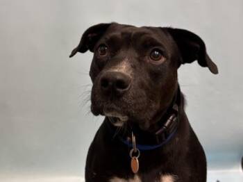 Henry -  Labrador Retriever and Mixed Breed Dog for Adoption in Minneapolis, Minnesota - Henry | PetCurious