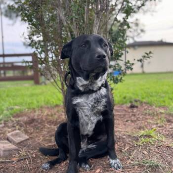 Rescue Australian Cattle Dog Blue Heeler Dogs for Adoption in Houston, Texas - Sasha | PetCurious