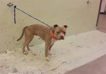 Staffordshire Bull Terrier and Mixed Breed Dogs Available for Adoption in Houston, Texas - CARTIEL | PetCurious