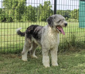 Gem -  Aussiedoodle Dog for Adoption in Neosho, Missouri - Gem | PetCurious