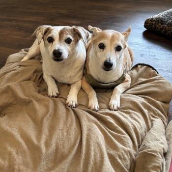 Juba Lee -  Jack Russell Terrier Dog for Adoption in North Myrtle Beach, South Carolina - Juba Lee | PetCurious
