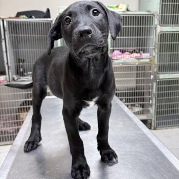 Penelope-4694 -  Mixed Breed Dog for Adoption in Tyler, Texas - Penelope-4694 | PetCurious