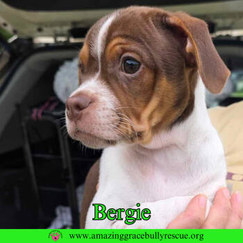 Rescue Hound Dogs for Adoption in Pensacola, Florida - Bergie | PetCurious