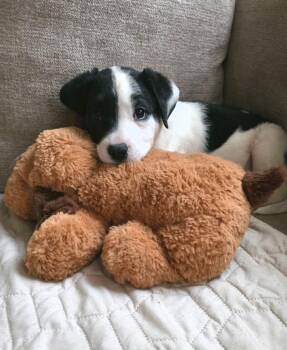 Border Collie and Labrador Retriever Dogs Available for Adoption - Oscar | PetCurious