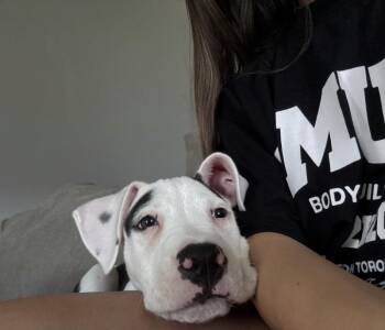 Kobe -  Pit Bull Terrier Dog for Adoption in Manhattan Beach, California - Kobe | PetCurious