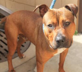 Toast -  Mixed Breed Dog for Adoption - Toast | PetCurious