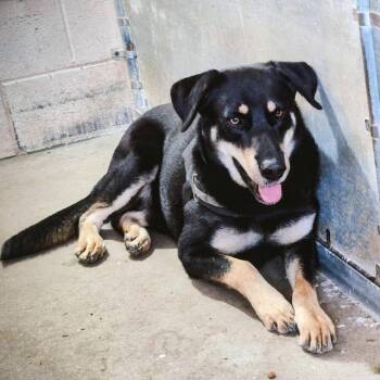 Labrador Retriever Dogs Available for Adoption - Buddy | PetCurious