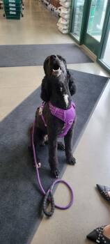 Stella -  Bernese Mountain Dog and Standard Poodle Dog Available for Adoption in Polson, Montana - Stella | PetCurious