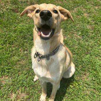 English Shepherd Dogs Available for Adoption - Fred | PetCurious