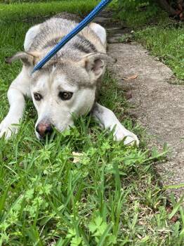 Mixed Breed Dogs Available for Adoption in Dallas, Texas - BARNICLES | PetCurious