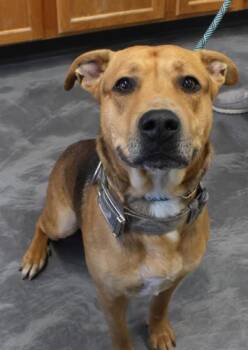 Rescue Shepherd and Pit Bull Terrier Dogs for Adoption in Thief River Falls, Minnesota - Doodle | PetCurious