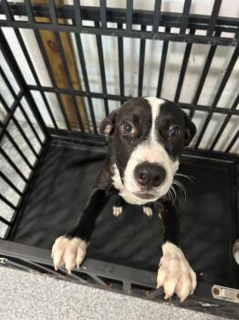 HOUDINI CAMDEN -  Pit Bull Terrier Dog for Adoption in Woodbine, Georgia - HOUDINI CAMDEN | PetCurious