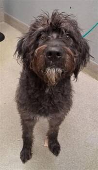 Wirehaired Pointing Griffon Dogs Available for Adoption - CAROLINE | PetCurious